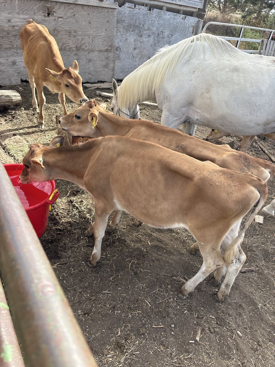 Hiefer cows 