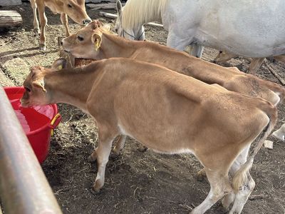 Hiefer cows