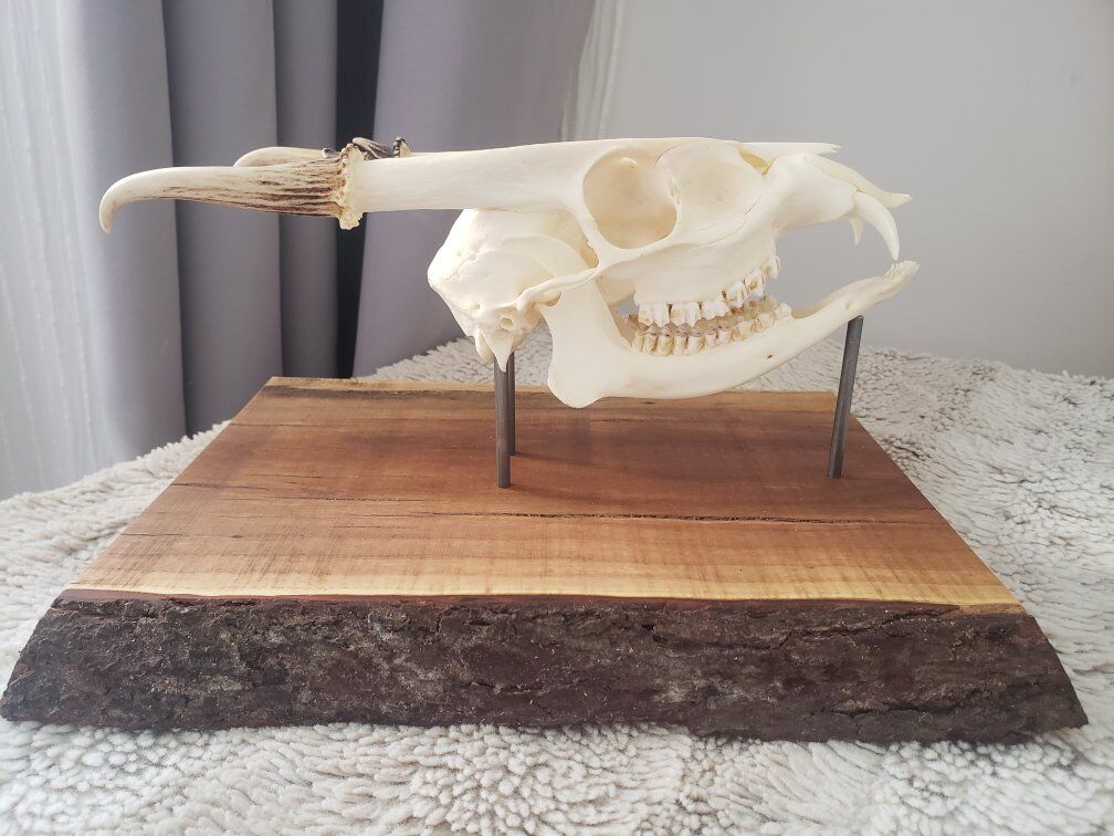 Real Muntjac Skull on Custom Base