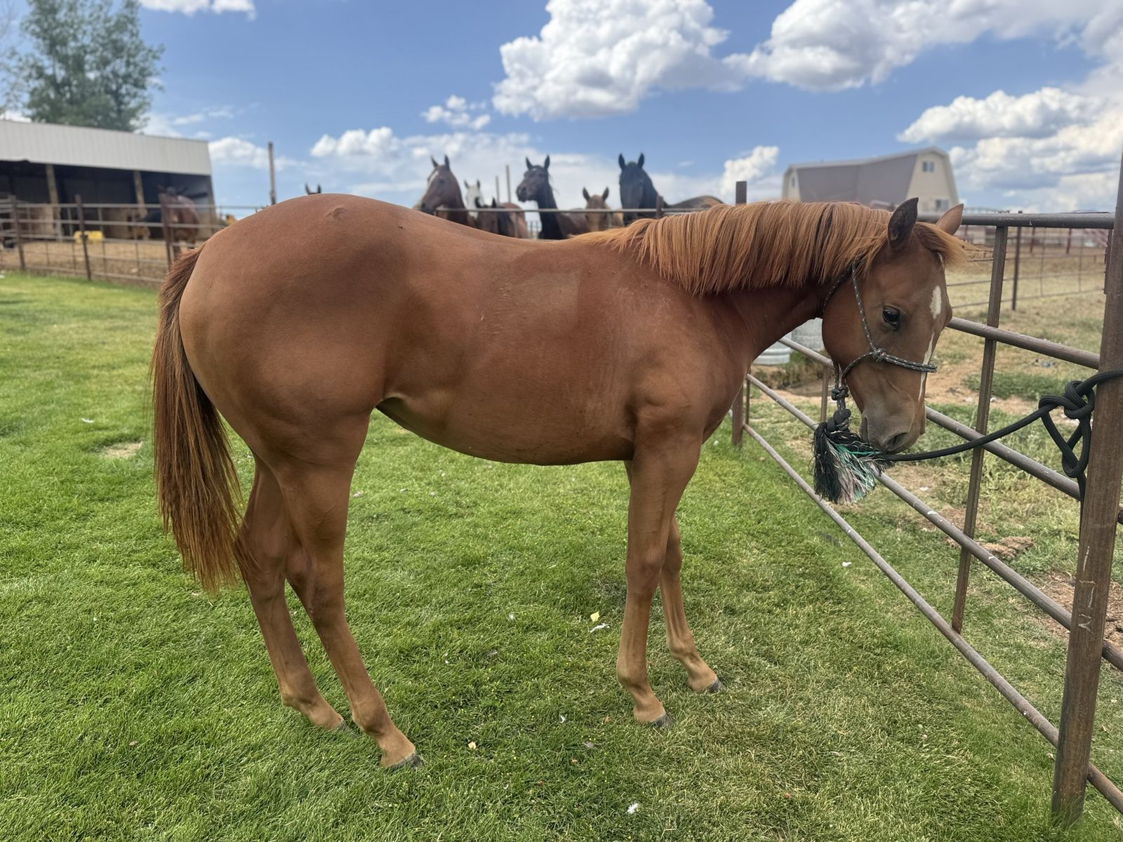 2024 Papered QH Filly