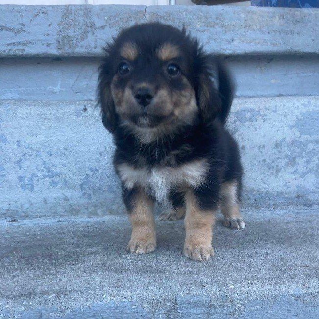 Corgipoo puppies