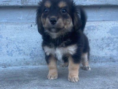 Corgipoo puppies