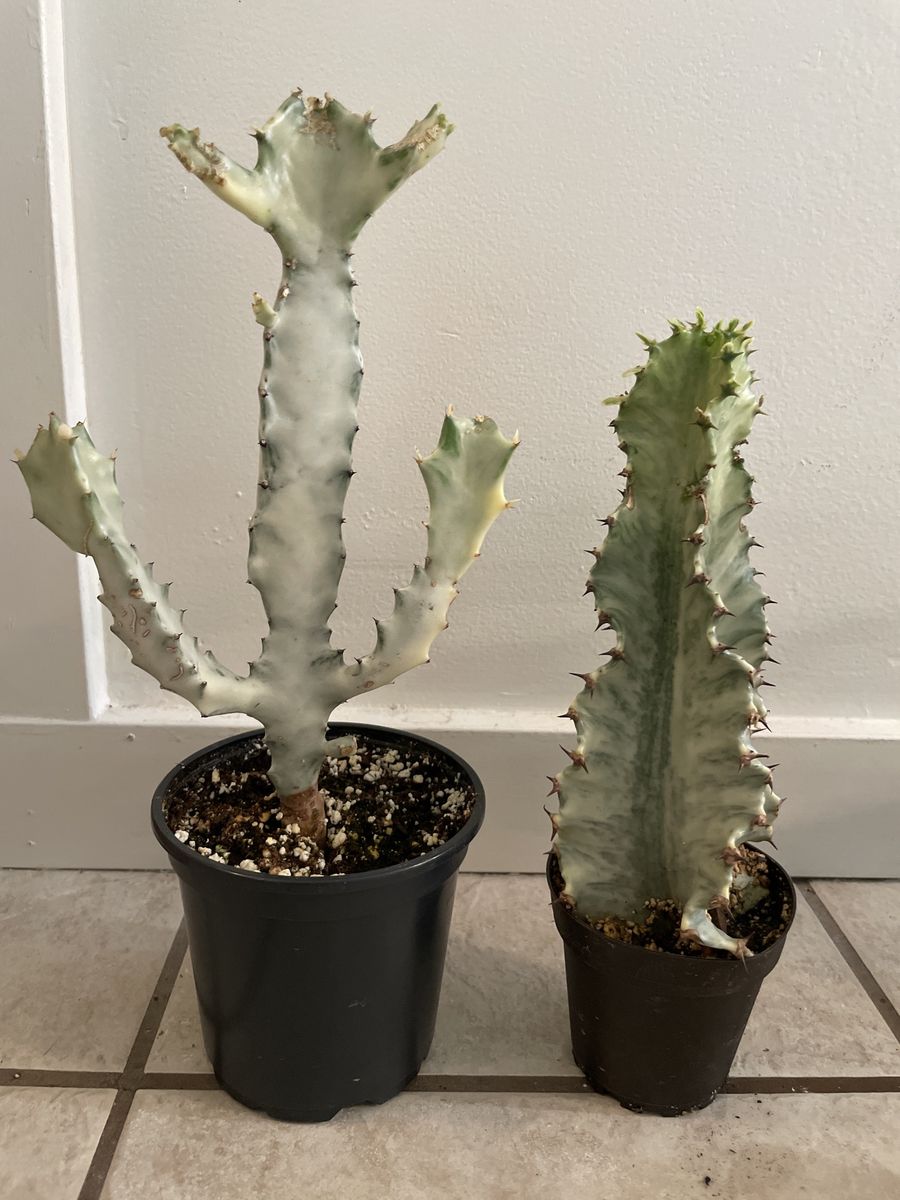 Euphorbia White Ghost & Ammak