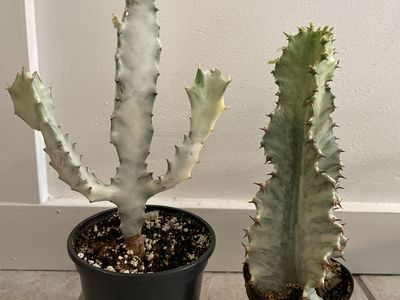 Euphorbia White Ghost & Ammak