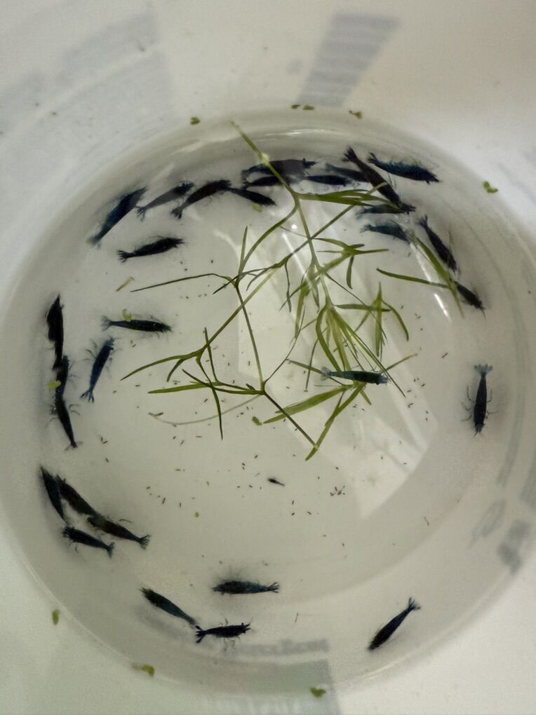 Blue Neo Shrimp Blue Dream, Blue Cherry Shrimp