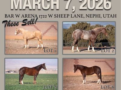 Double Down Bull And Horse Sale