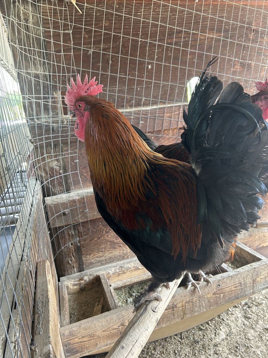 French Black Copper Maran