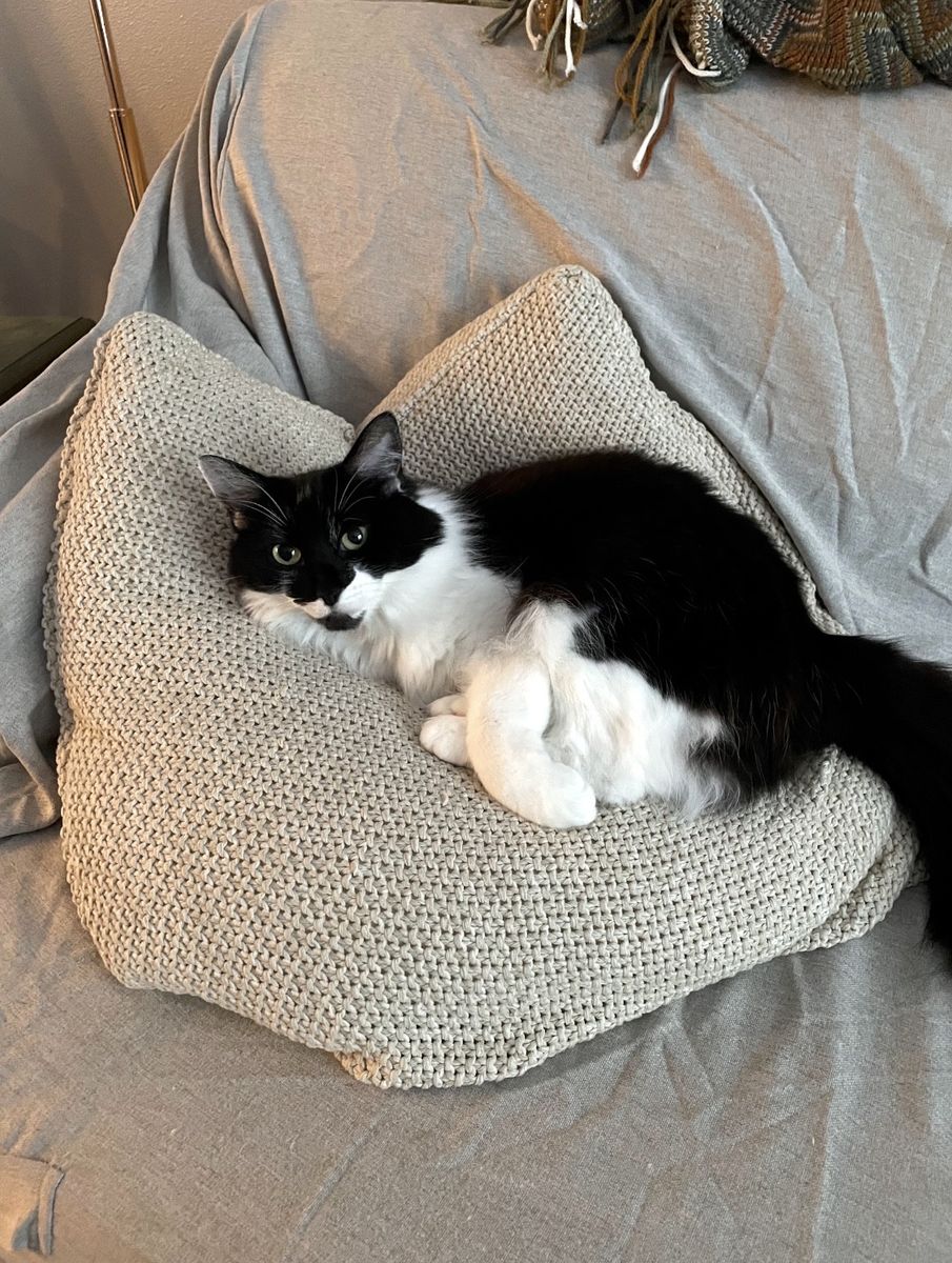 Black and white 8 year old medium hair cat looking for quiet home