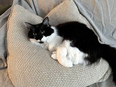 Black and white 8 year old medium hair cat looking for quiet home