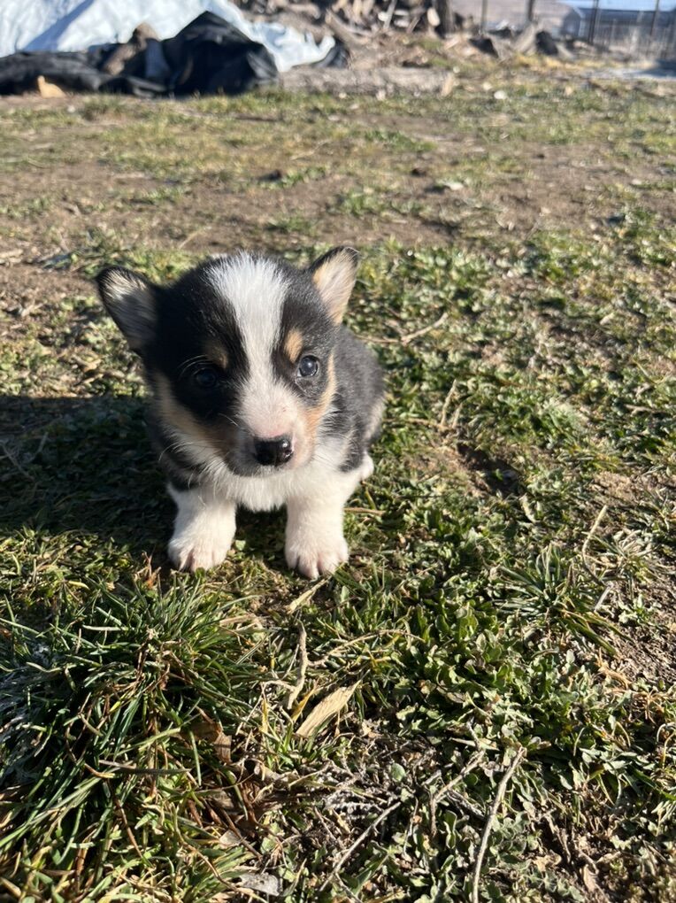 Cute Cowboy Corgi Puppys