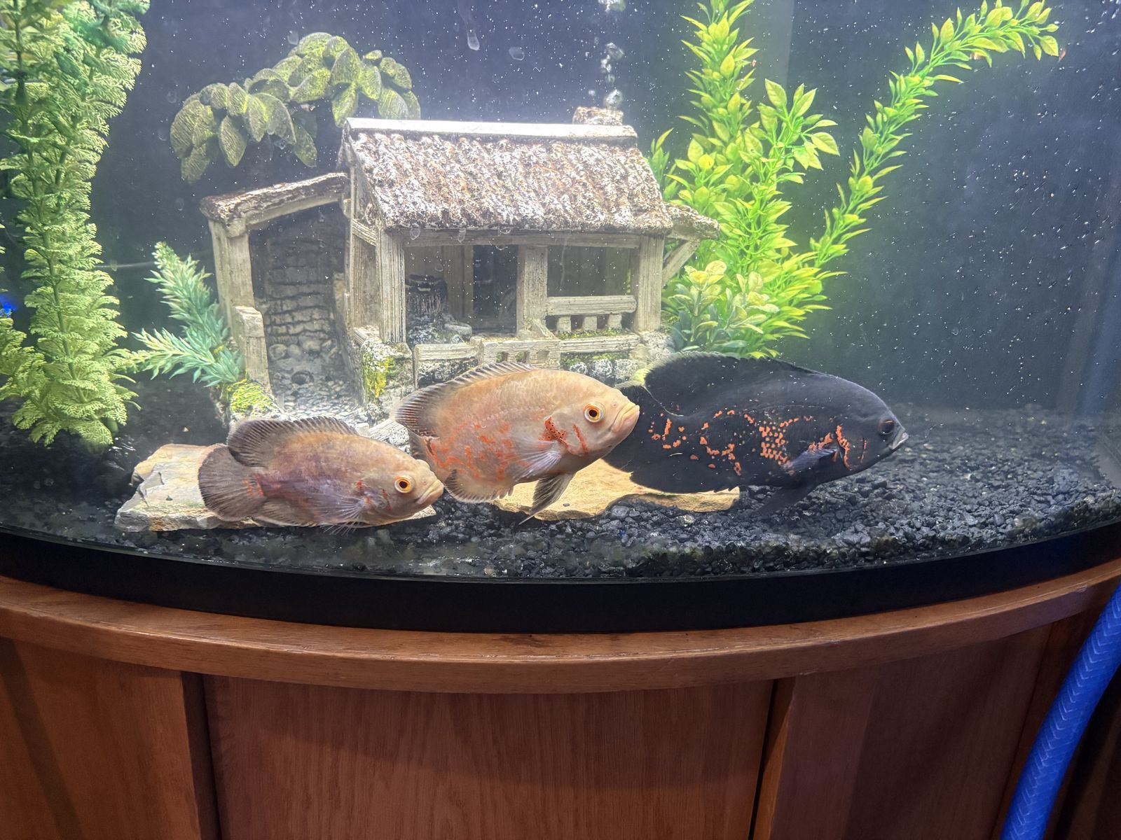 Oscar fish