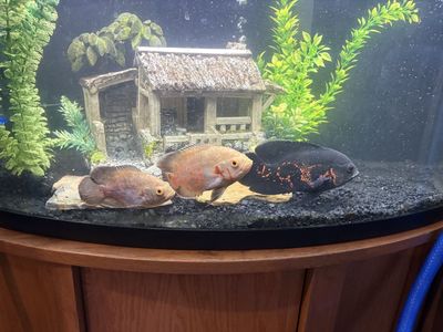 Oscar fish