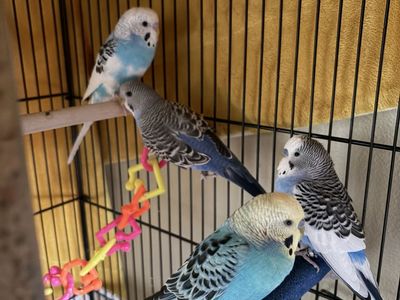 4 parakeets