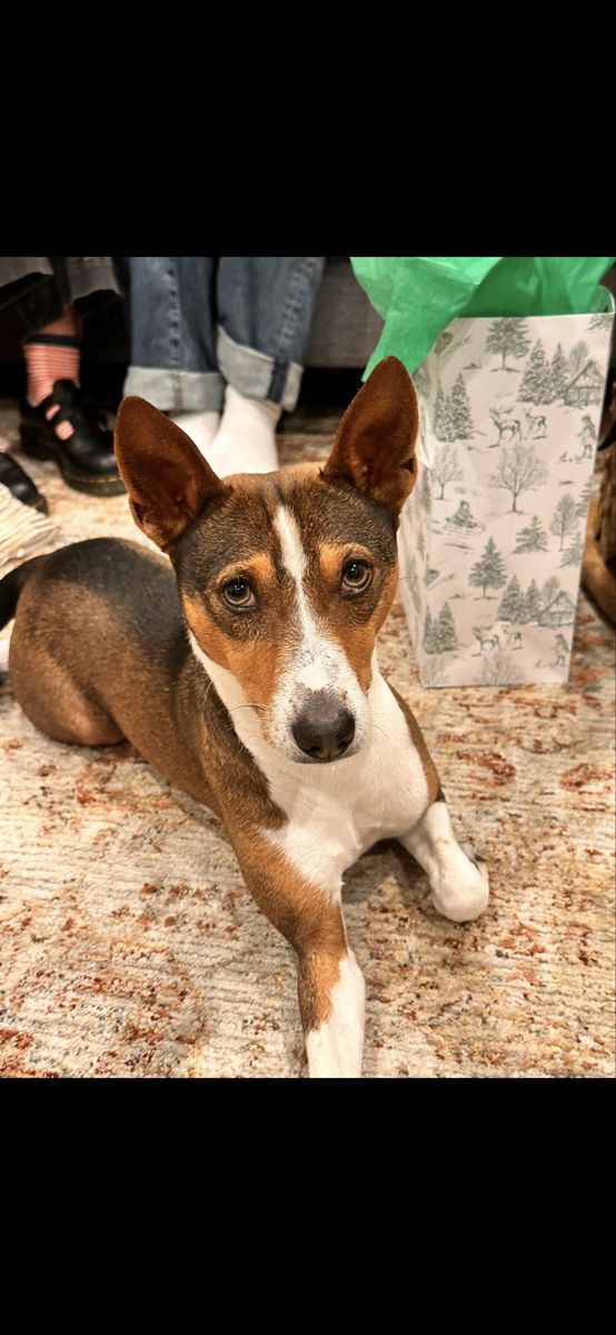 Basenji - Beloved Family Dog needs new home