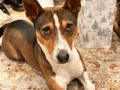Basenji - Beloved Family Dog needs new home