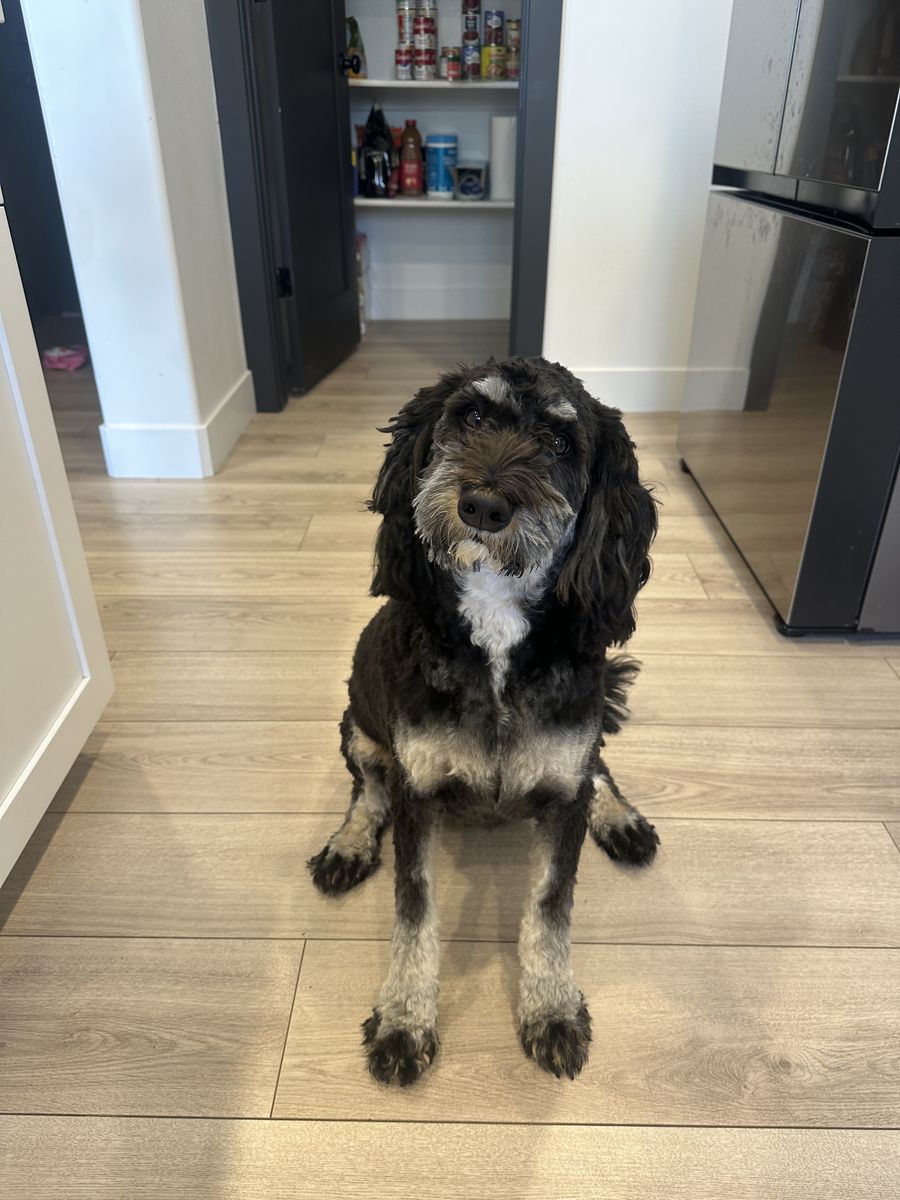 Female Bernedoodle