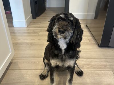 Female Bernedoodle