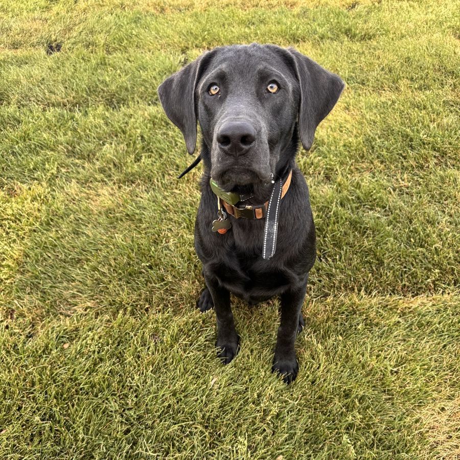 Black lab puppy
