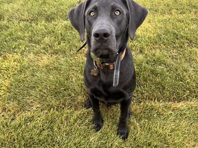 Black lab puppy