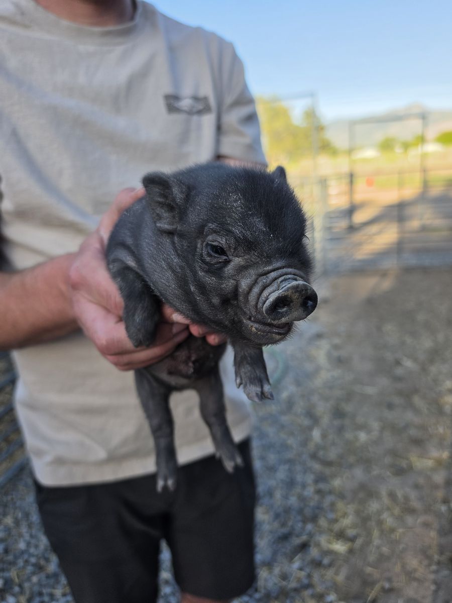 Mini Juliana Bottle Pigs Available Now (2-3 weeks old)