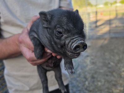 Mini Juliana Bottle Pigs Available Now (2-3 weeks old)