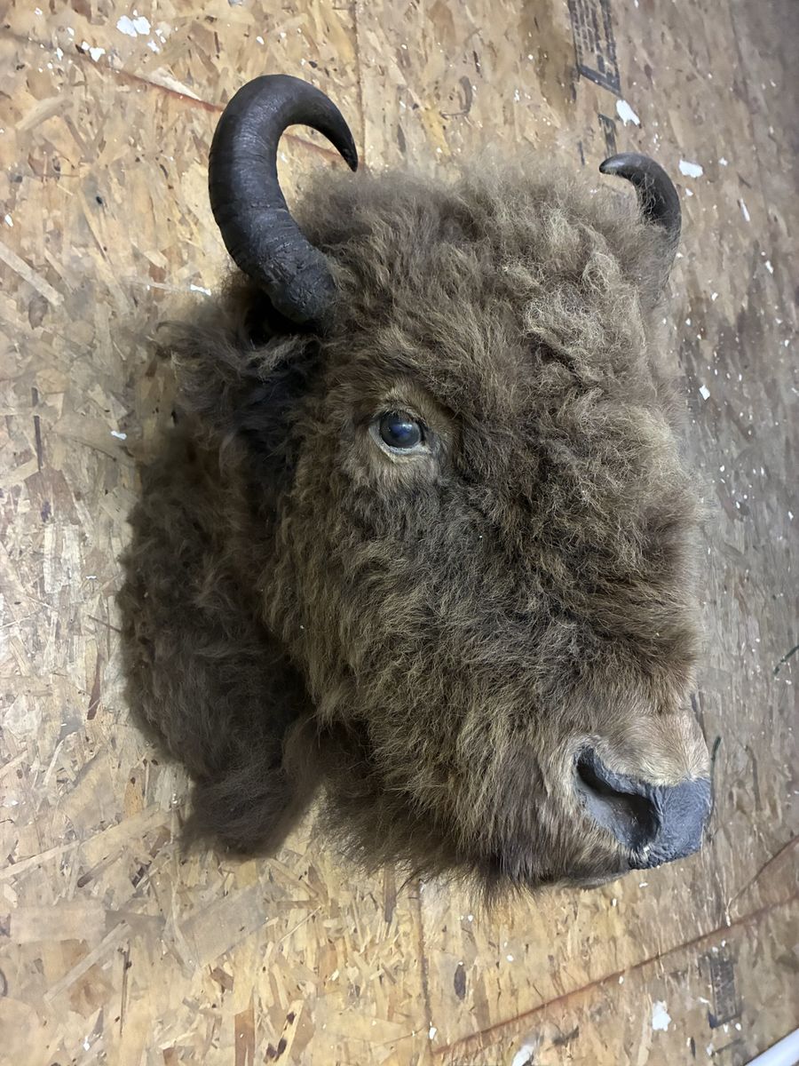 Buffalo/Bison Taxidermy Wall Mount - From Antelope Island
