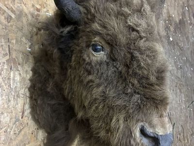 Buffalo/Bison Taxidermy Wall Mount - From Antelope Island