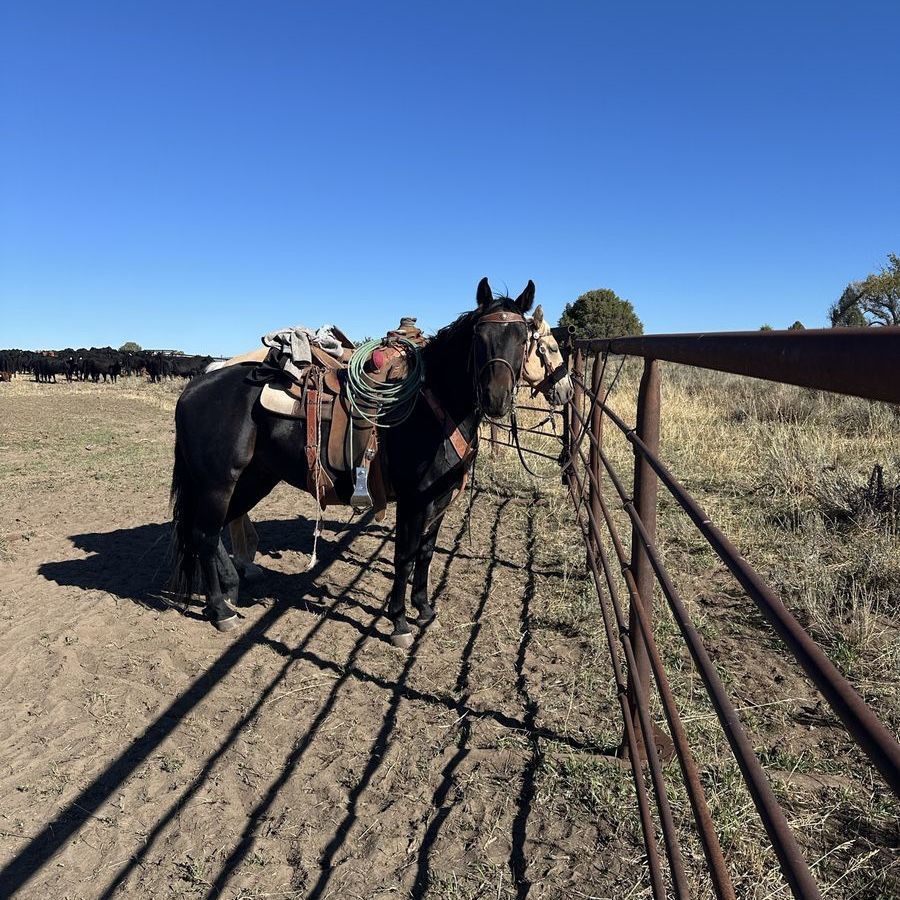 Quarter Horse gelding for sale, papered