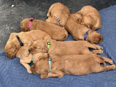 AKC registered Red Golden Retriever puppies