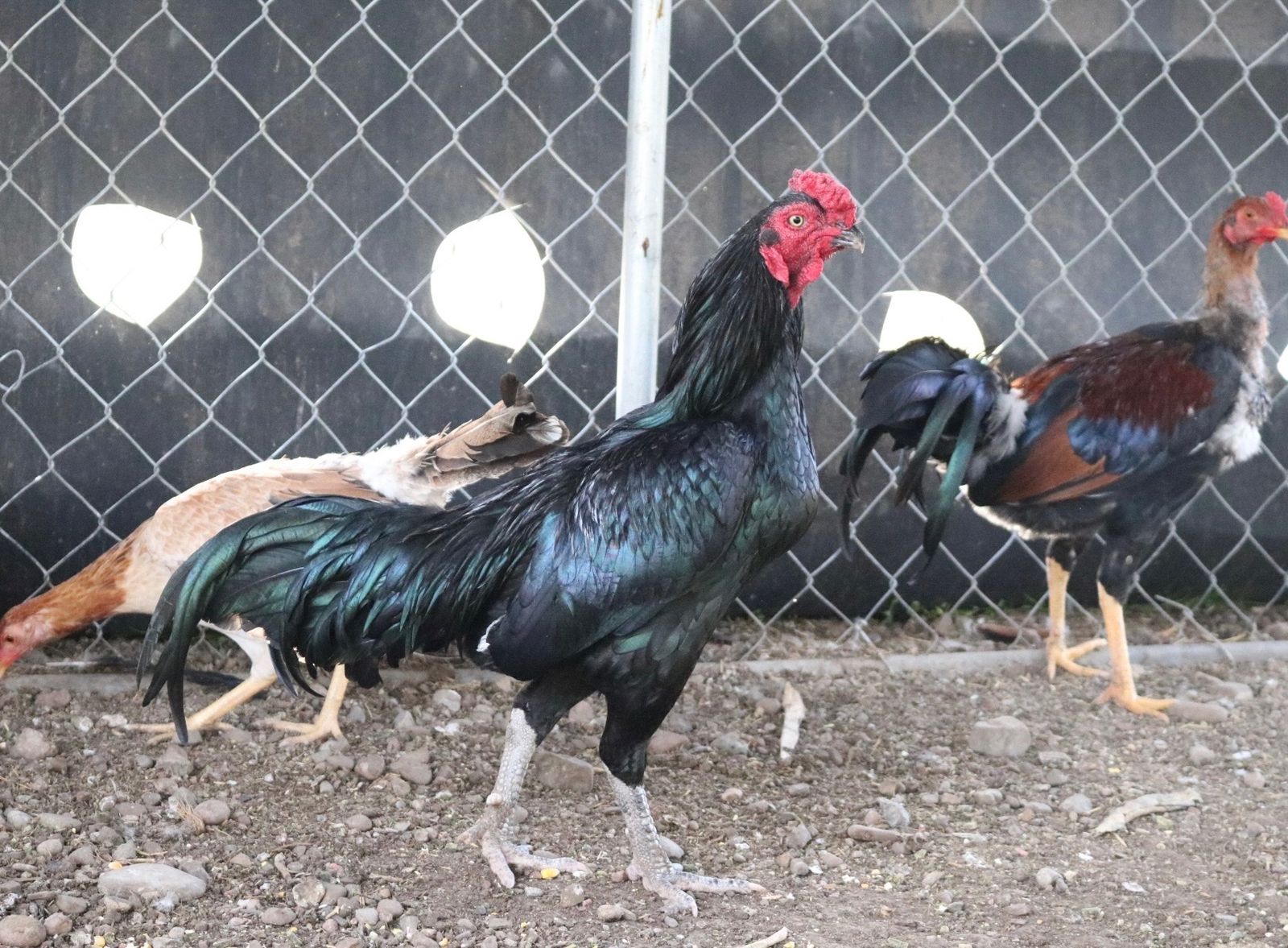 Chickens