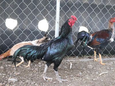 Chickens