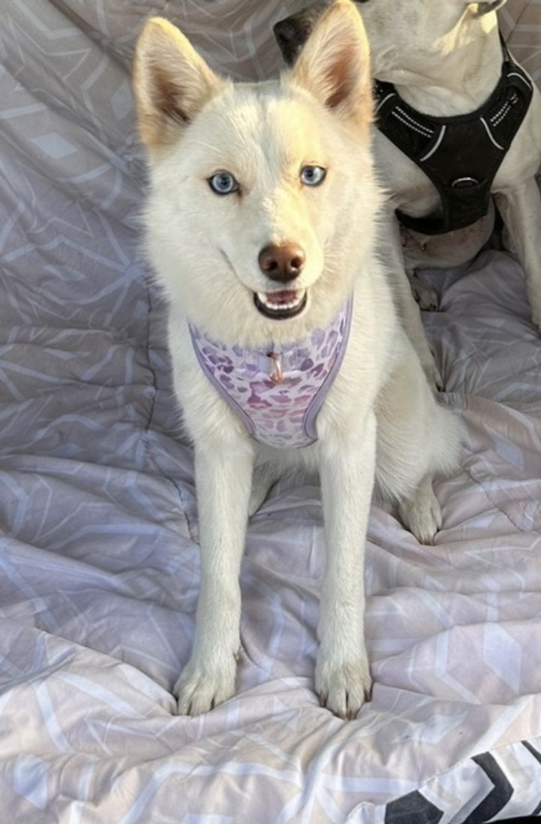 Alaskan Klee Kai- Female 1.5 years old