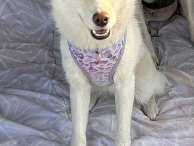 Alaskan Klee Kai- Female 1.5 years old