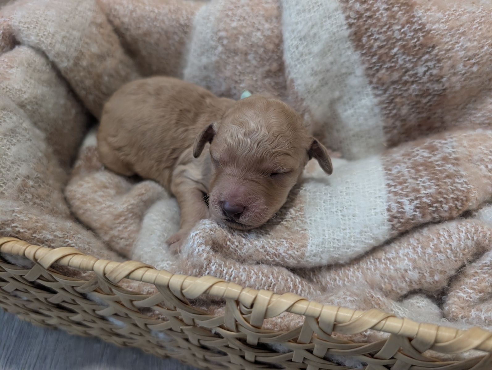 Goldenndoodle Puppies