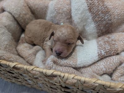 Goldenndoodle Puppies