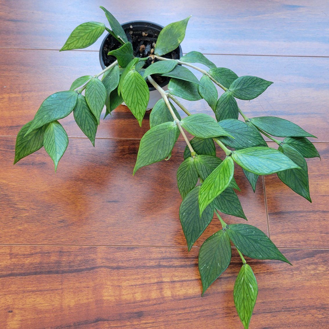 Hoya Polyneura Fishtail Live Indoor Houseplant