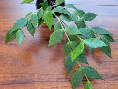 Hoya Polyneura Fishtail Live Indoor Houseplant