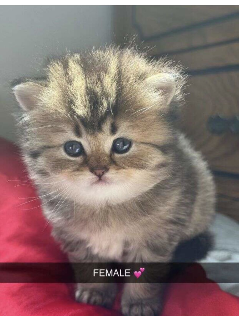 Scottish Straight & Fold Line Kittens