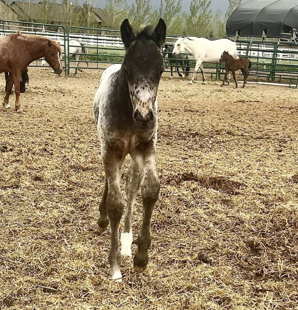 Coming 2 year old APHC reg