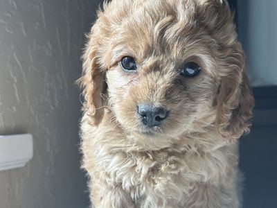 Only One Cavapoo Puppy Left – Already Potty & Crate Trained!