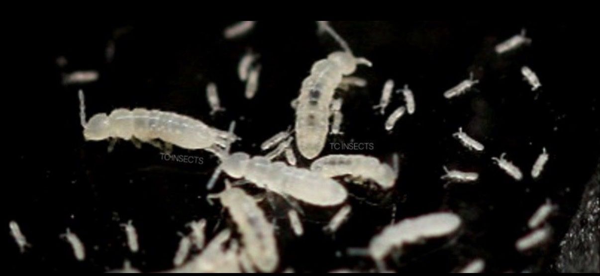 Springtail Starter Colony for terrarium ect...