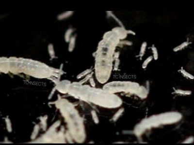 Springtail Starter Colony for terrarium ect...