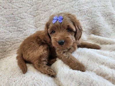 f1b micro mini Goldendoodle puppies, Golden Doodle