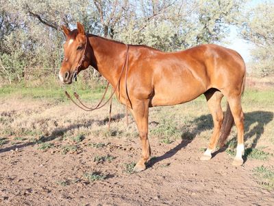Sorrel grade gelding started heel/barrel/trail/ranch horse