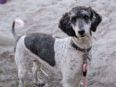 35 lb AKC Standard Poodle Seeks New Home