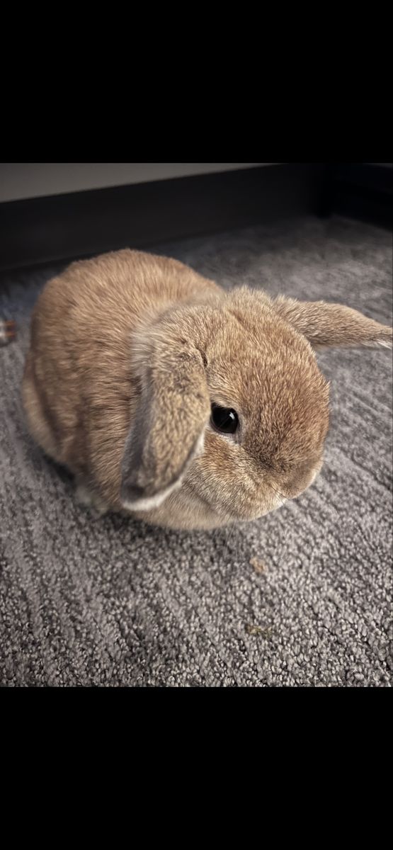 Adorable Dward Holland Lop Bunny Rabbit - possibly pregnant