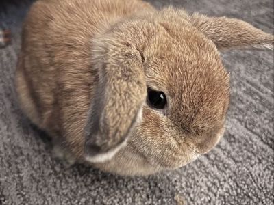 Adorable Dward Holland Lop Bunny Rabbit - possibly pregnant