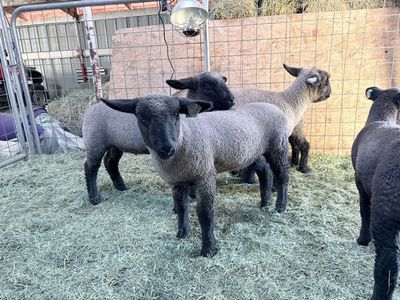 Crossbred Lambs