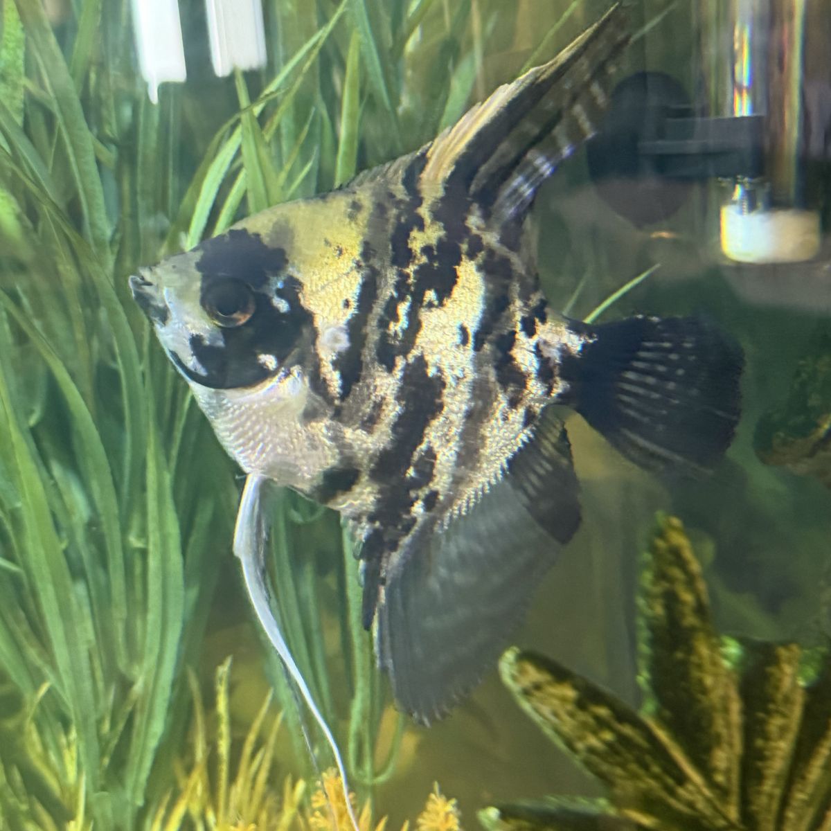 Tater Tot The Angel Fish