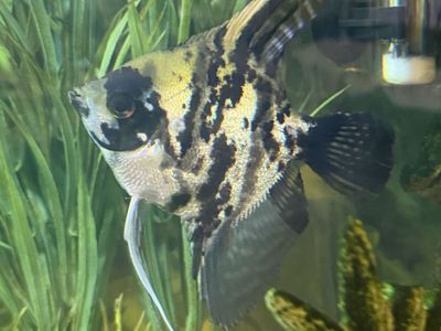 Tater Tot The Angel Fish